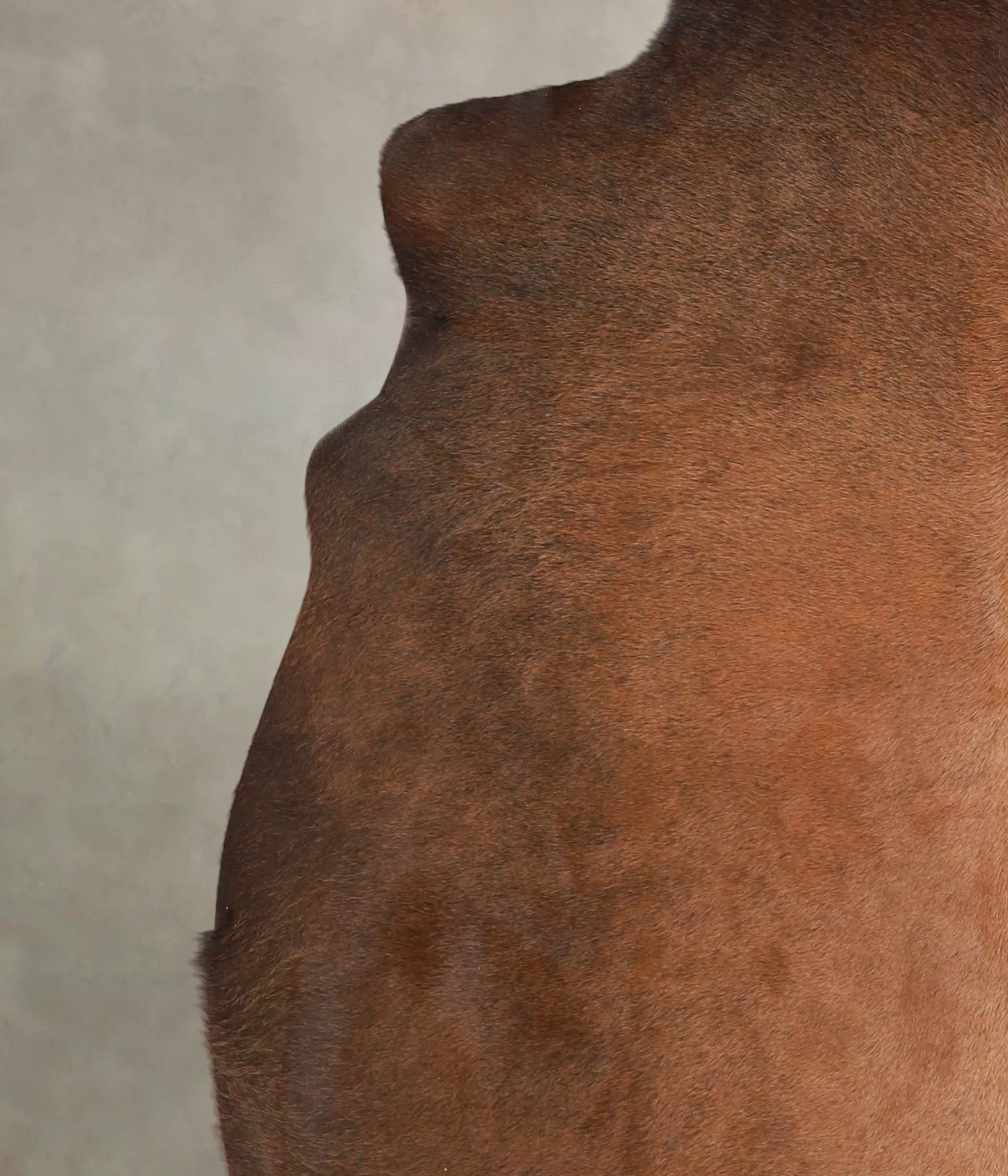 Warm Caramel X-Large Brazilian Cowhide Rug 6'11"H x 6'5"W #A23749 by Hudson Hides